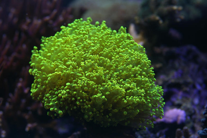 a vivid green display of soft corals, Euphyllia divisa - also known as Honey Coral Wall, Grape Coral or Octopus Coral