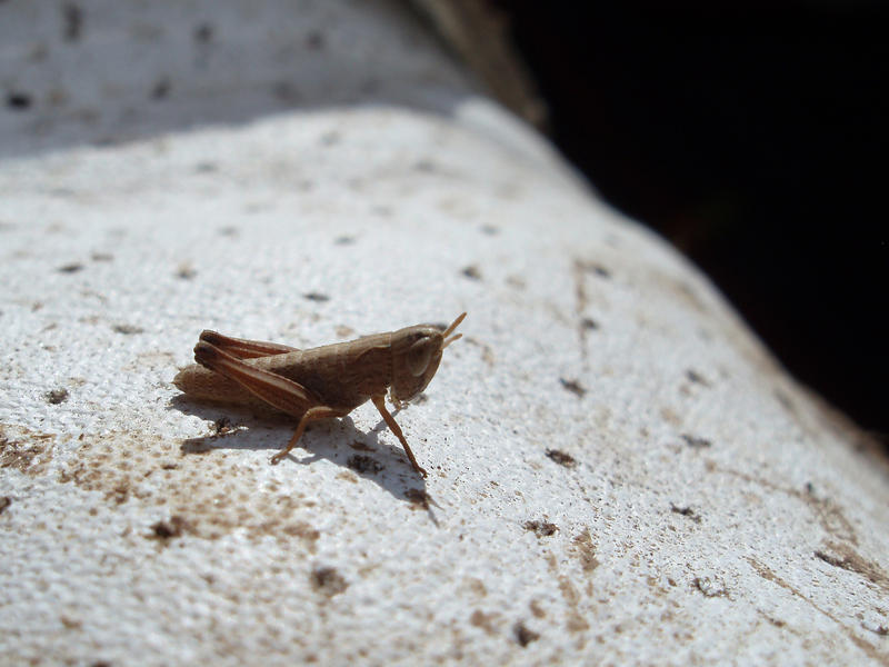 macro image of a grass hopper