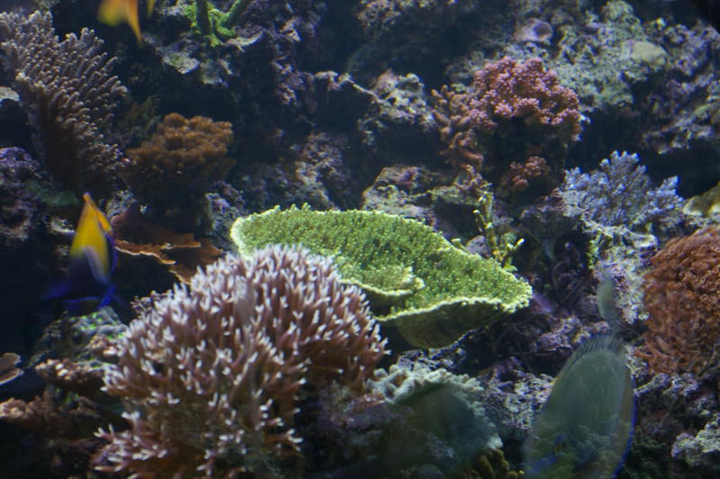 amazing natural beauty of a tropical coral reef, velvert plate and young staghorn hard corals