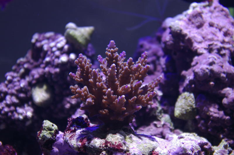 hard corals in a tropical saltwater aquarium