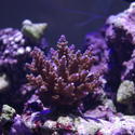 1279-hard_corals_0199.JPG