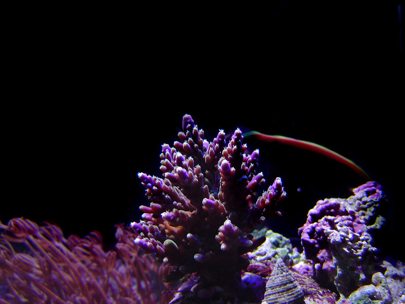 a selection of hard corals against a black background, staghorn and heteroxenia polyps