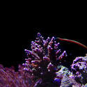 1280-hard_corals_02408.JPG