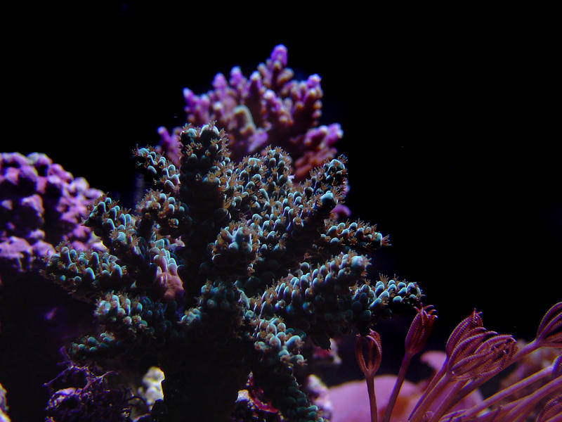 a selection of hard corals against a black background, staghorn and heteroxenia polyps