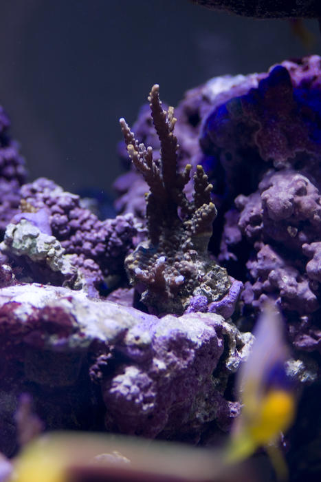 hard corals in a tropical saltwater aquarium