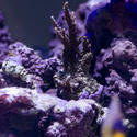 1281-hard_corals_2166.jpg