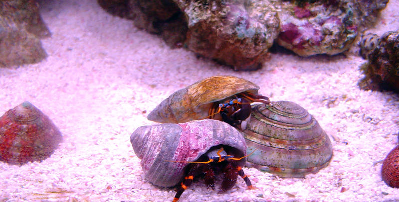 a blue legged hermit crab hinds in his shell