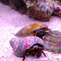 1329-hermit_crab_00975.JPG