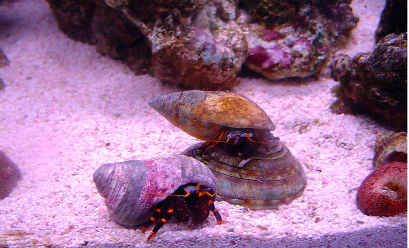 a blue legged hermit crab hinds in his shell