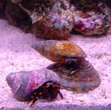 1282-hermit_crab_00978.JPG