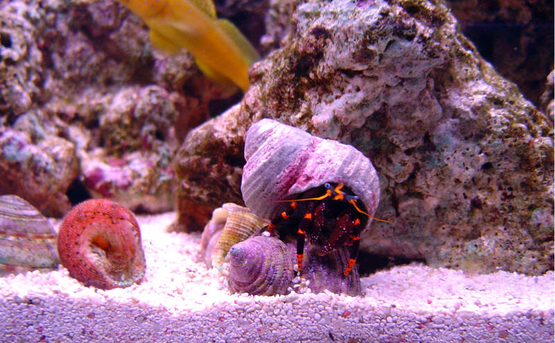 a blue legged hermit crab hinds in his shell