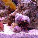 1283-hermit_crab_00996.JPG