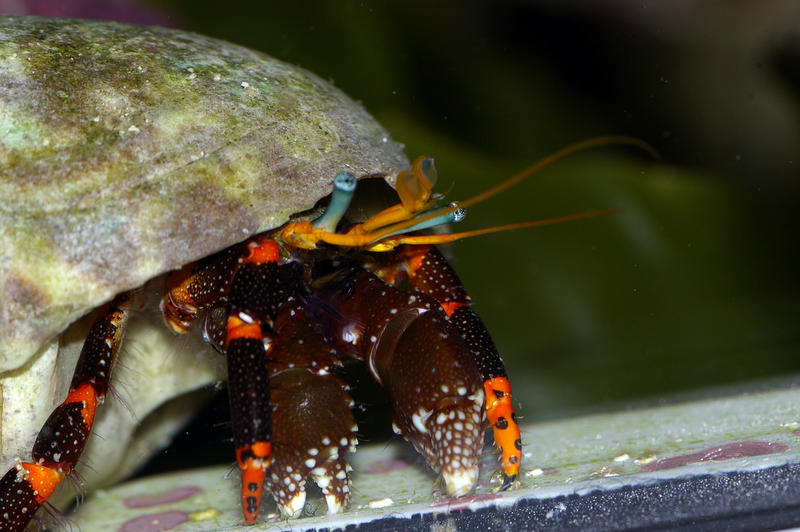 a blue legged hermit crab hinds in his shell