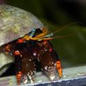 1330-hermit_crab_1322.JPG