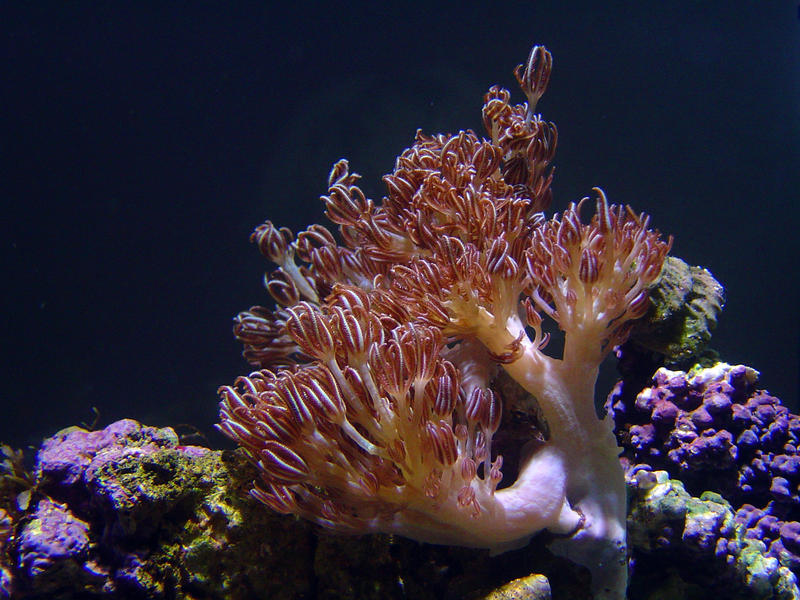 a vivid display of colorful soft coral polyps, Heteroxenia Polyp or the family Xeniidae