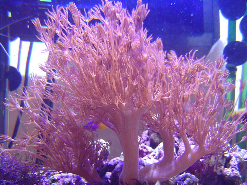 a vivid display of colorful soft coral polyps, Heteroxenia Polyp or the family Xeniidae