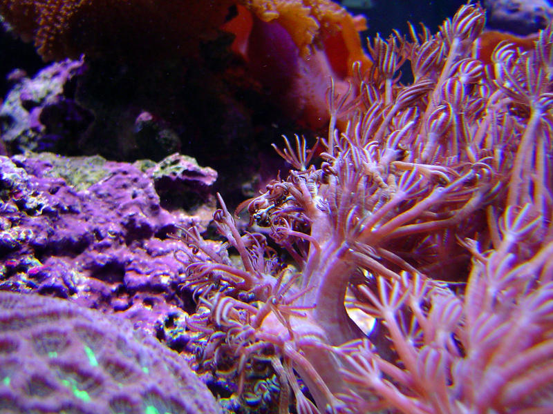 a vivid display of colorful soft coral polyps, Heteroxenia Polyp or the family Xeniidae