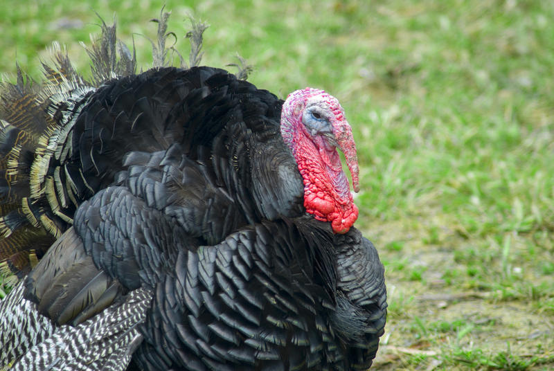 A broad breast bronze turkey