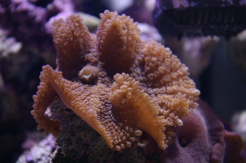 coral mushroom anemones in an aquarium