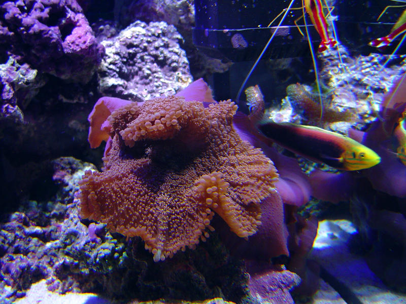 coral mushroom anemones in an aquarium