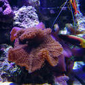 1284-mushroom_anemones02485.JPG