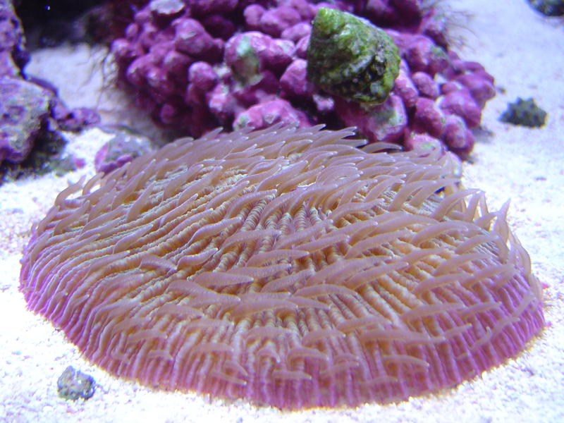 a plate mushroom coral, fungiidae