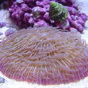 1285-mushroom_coral_fungiidae02318.JPG