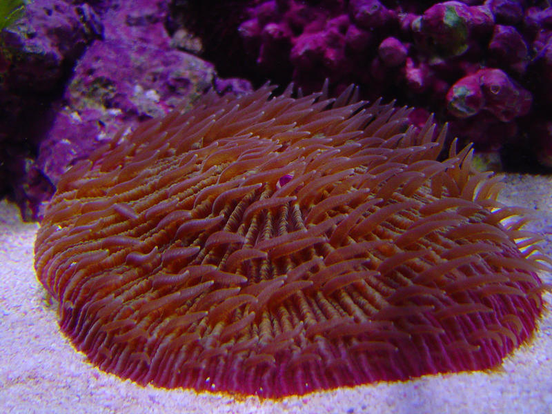 a plate mushroom coral, fungiidae