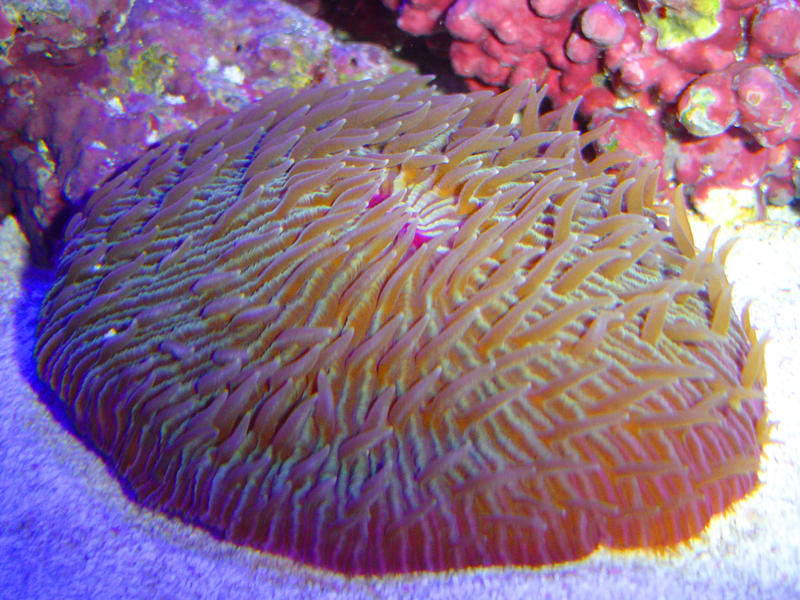 a plate mushroom coral, fungiidae