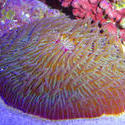 1335   mushroom coral