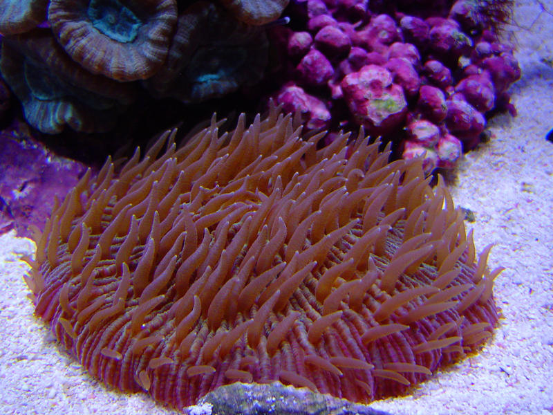 a plate mushroom coral, fungiidae