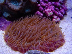 1336-mushroom_coral_fungiidae02483.JPG
