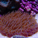 1336-mushroom_coral_fungiidae02483.JPG