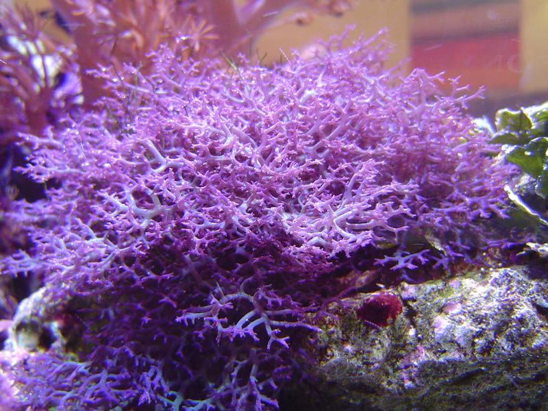 a vivid display of purple soft coral growth