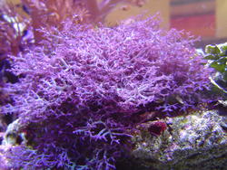 1287-purple_soft_corals_02316.JPG