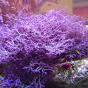 1287-purple_soft_corals_02316.JPG