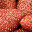 stock image 1444-red ripe strawberries