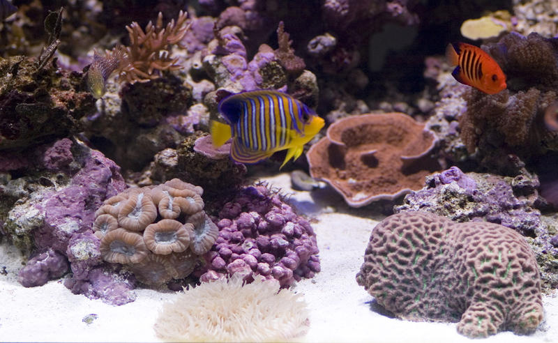 distinctive yellow and blue stripes of a yellow angel fish