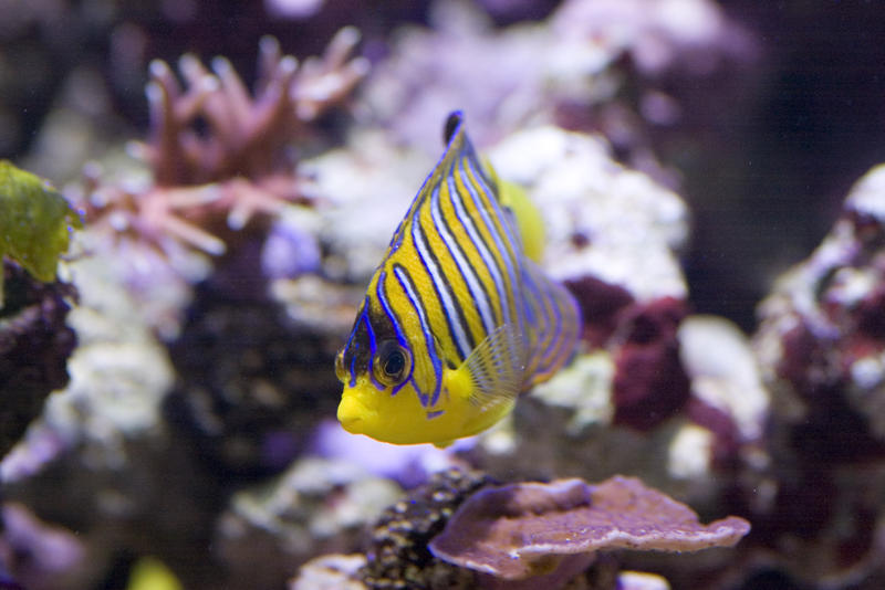 distinctive yellow and blue stripes of a yellow angel fish