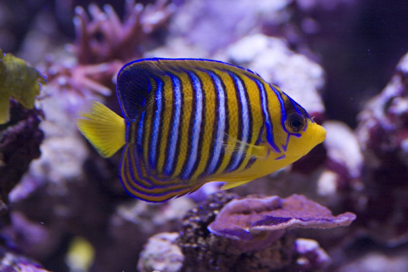 distinctive yellow and blue stripes of a yellow angel fish