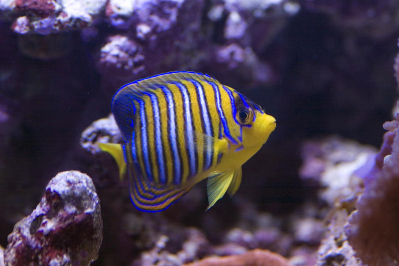 distinctive yellow and blue stripes of a yellow angel fish