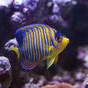 1341-royal_angel_fish_1417.jpg