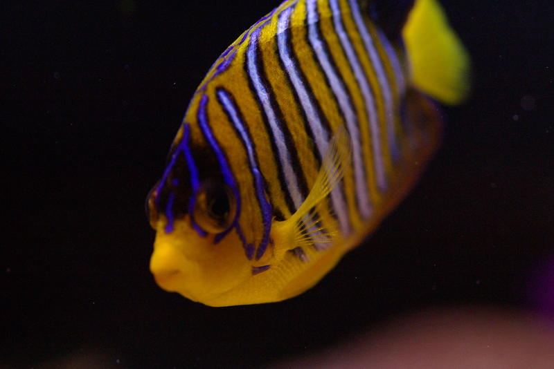 distinctive yellow and blue stripes of a yellow angel fish