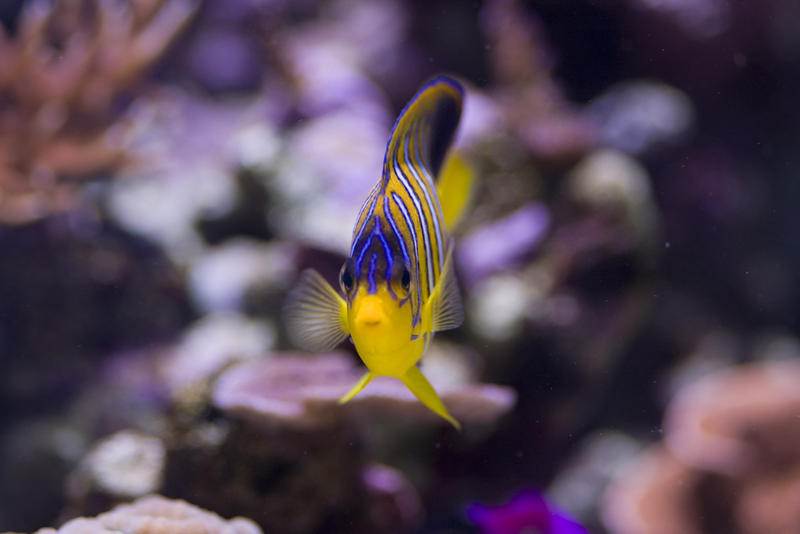 distinctive yellow and blue stripes of a yellow angel fish