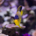 1289-royal_angel_fish_2167.jpg