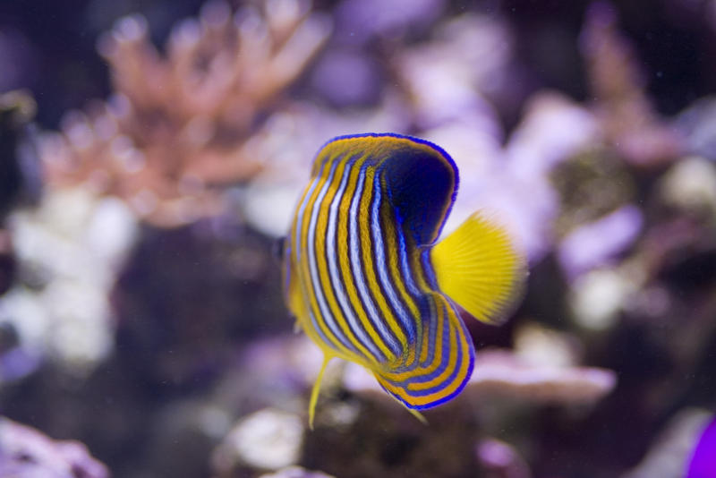 distinctive yellow and blue stripes of a yellow angel fish