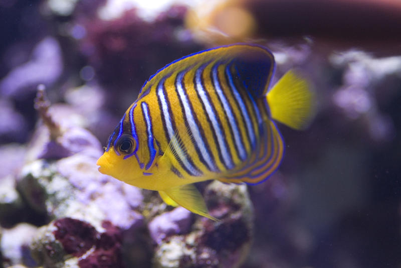 distinctive yellow and blue stripes of a yellow angel fish