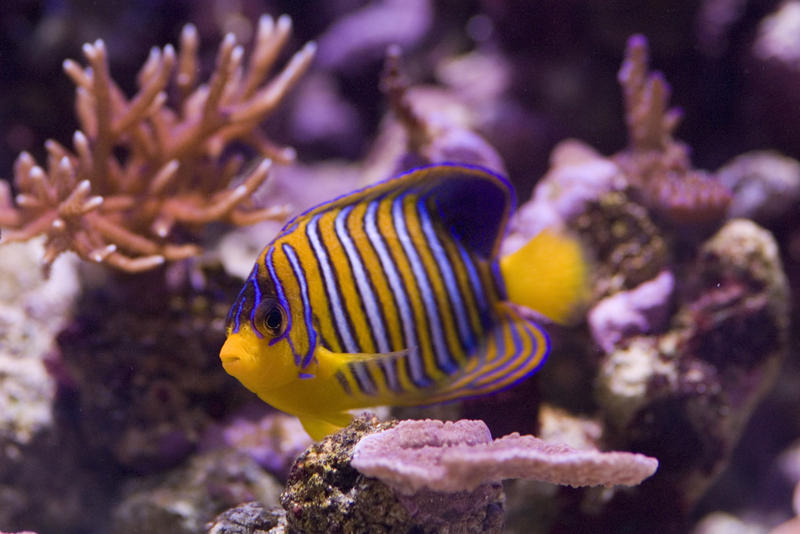 distinctive yellow and blue stripes of a yellow angel fish