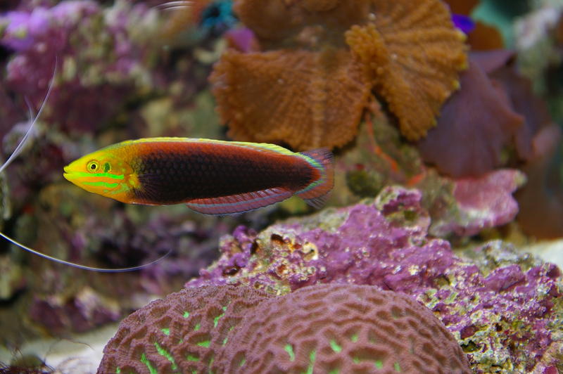 colourful saltwater tropical fish