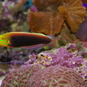 1291-saltwater_tropical_fish_0047.JPG